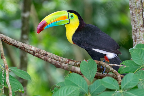 Keel-billed Toucan (Ramphastos sulfuratus). Multicolored long-billed bird perched in a tree in the middle of the forest