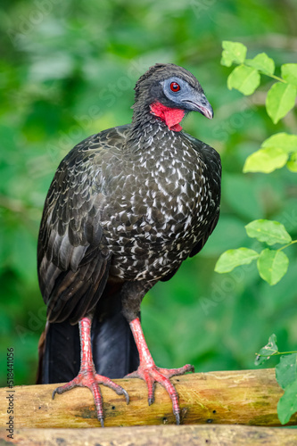 Crested Guan (Penelope purpurascens). Large dark-colored bird perched on a dry log