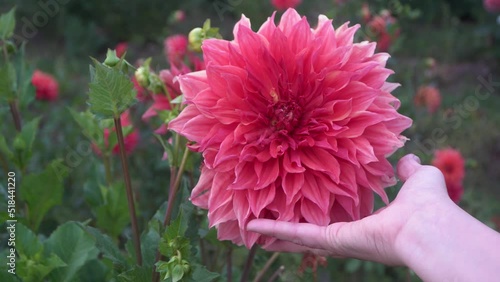 Gardener's hand shows size of impressive large pink dahlia flower photo