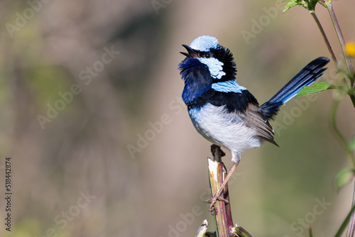 Male superb fairy wren singing from a perch, Sydney, Australia photo