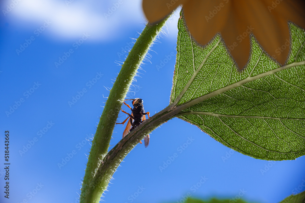 Wasp on a sunflower Wasp on a sunflower