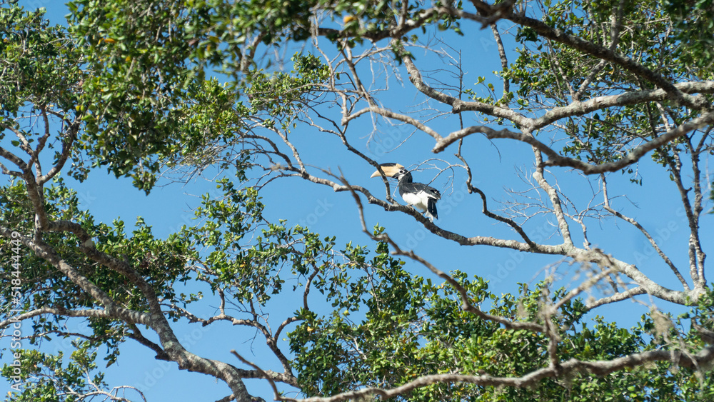 Great indian hornbill in natural habitat. Great Indian hornbill is one of the larger members of the hornbill. Great indian hornbill in natural habitat. Great Indian hornbill is one of the larger members of the hornbill.