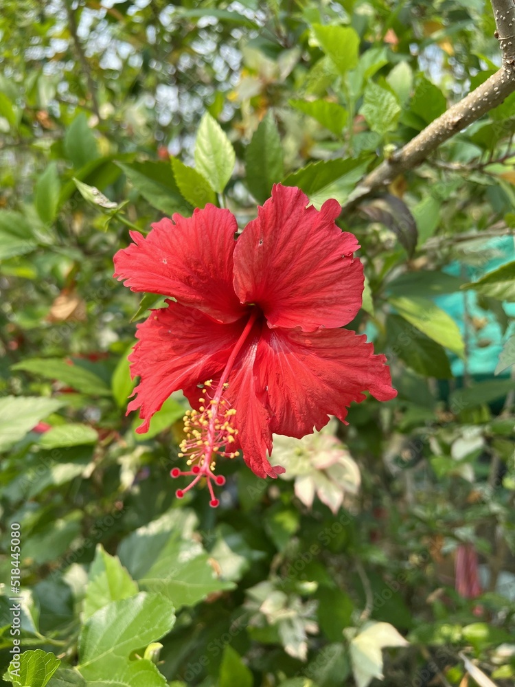 red hibiscus flower in nature garden red hibiscus flower in nature garden