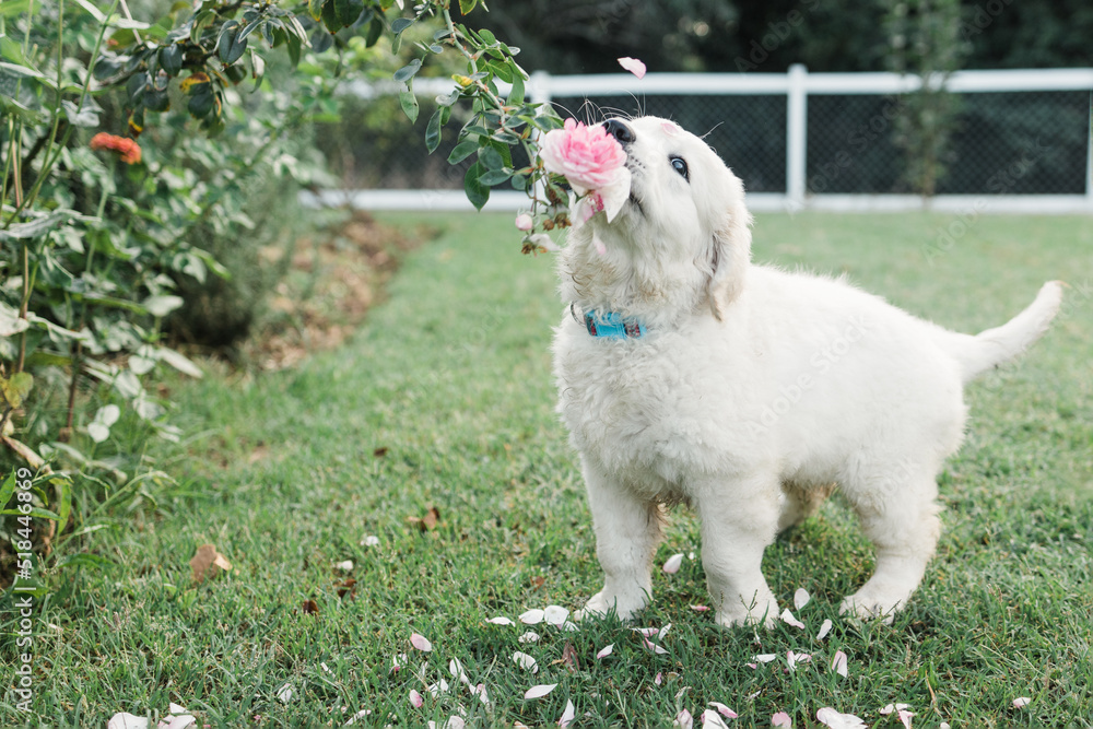 golden retriever puppy pulling rose off plant golden retriever puppy pulling rose off plant