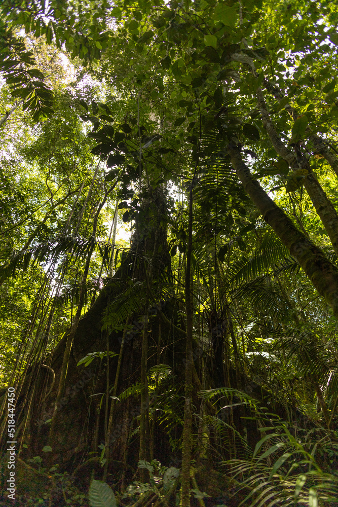Naklejka premium details of a leafy tree surrounded by plants, branches and fresh leaves in a tropical forest in the day, natural scene