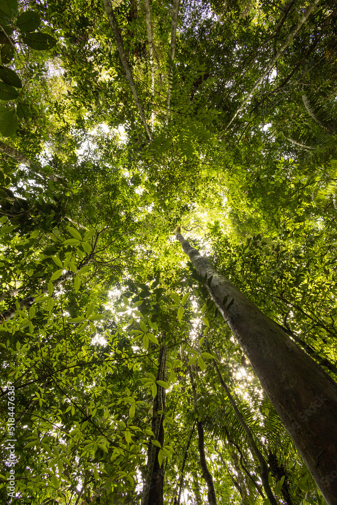 Fototapeta premium tropical forest with lush trees, branches and fresh leaves in the day, beautiful landscape with nature outside, bottom perspective