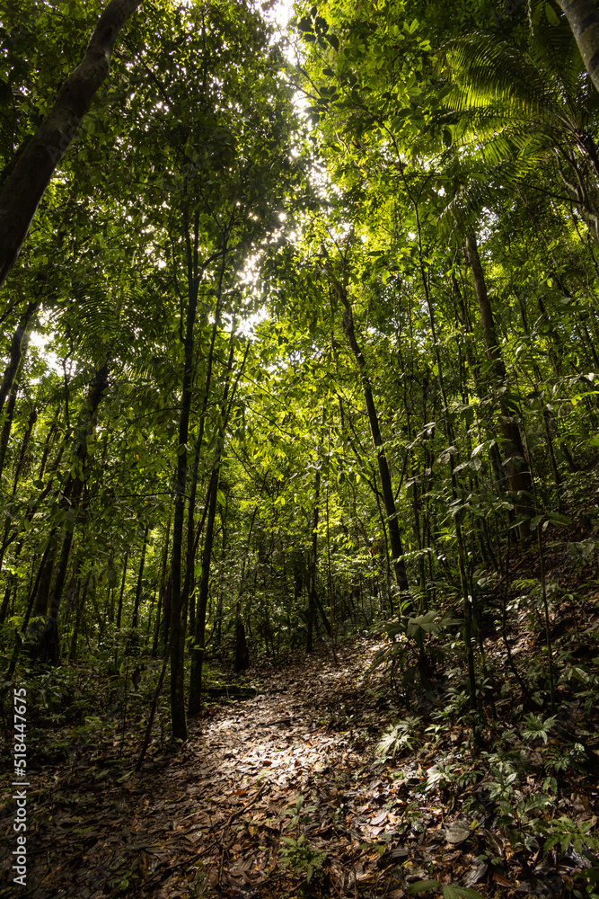 natural park with trees, fresh leaves, branches, bushes and sun rays, beauty of nature as a landscape, outdoor natural park with trees, fresh leaves, branches, bushes and sun rays, beauty of nature as a landscape, outdoor