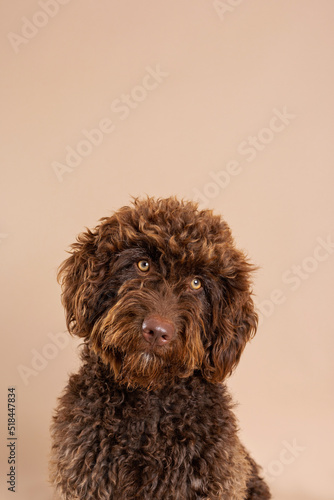 water dog studio portrait photo