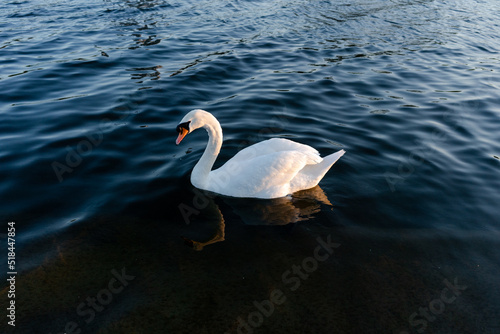 White swan on black water lake photo
