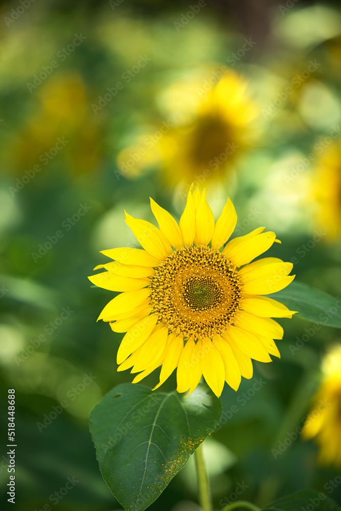 Naklejka premium Golden sunflowers plant in summer