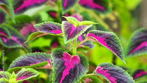 Coleus scutellarioides with a natural background photo