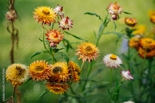 Flowers in garden photo