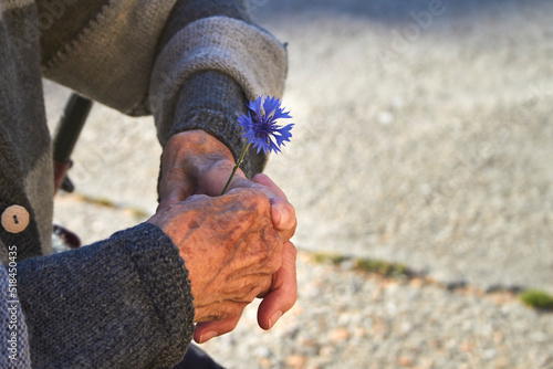 Pretty old woman hands with arthroses holding a flower photo