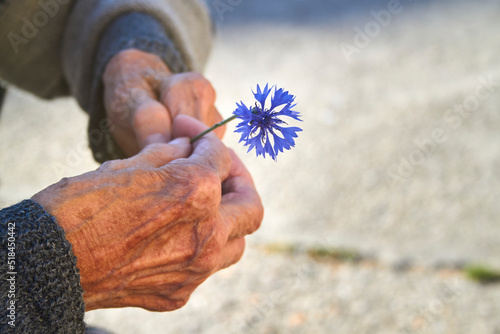 Pretty old woman hands with arthroses holding a flower