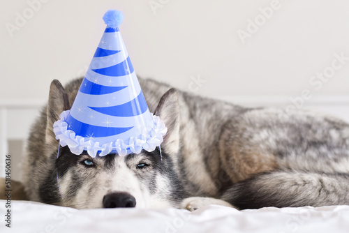 Husky dog in blue birthday hat lying on bed looking hungover photo