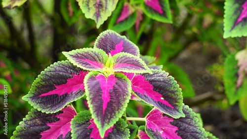 Coleus scutellarioides with a natural background photo