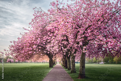 Cherry Trees in a Park in Early Morning photo