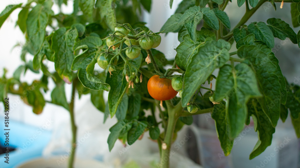 Balcony garden. Harvest from the windowsill.Tomato bush in a pot. 
