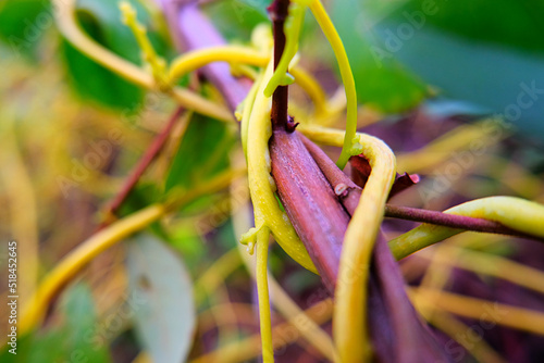Selective focus 
Cuscuta, Dodder or Amarbel on a bush, a quarantine plant, a parasite. Dangerous weed in the garden, a pest of agriculture.