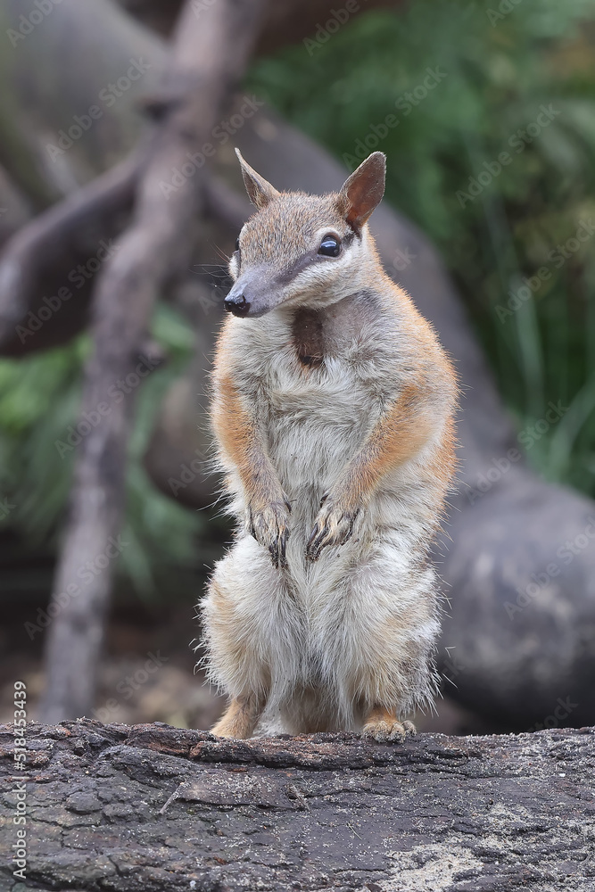Naklejka premium Australian Numbat standing on hind legs