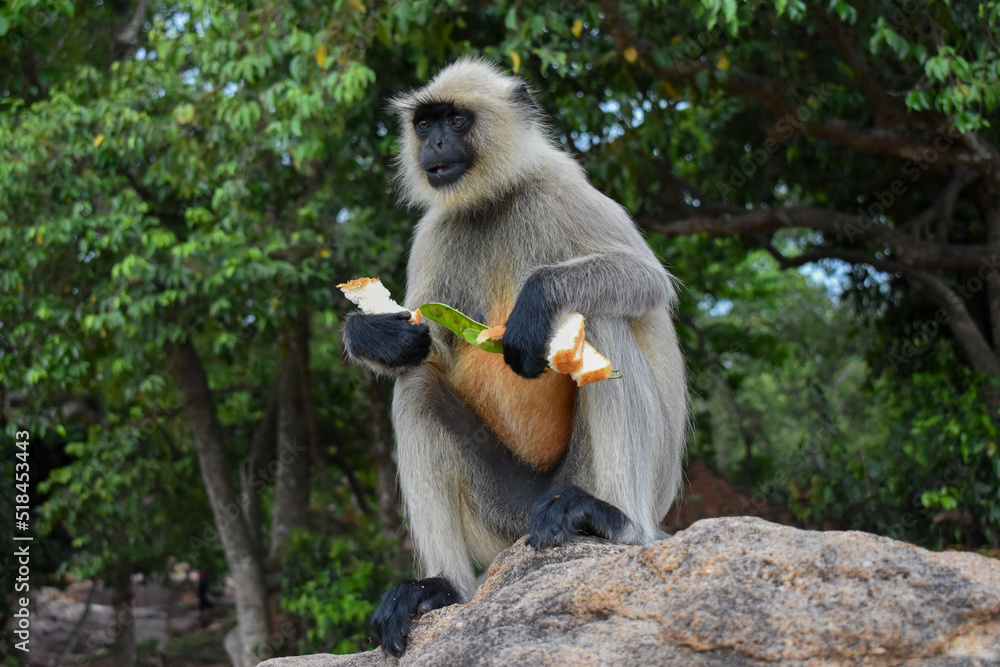 Gray langurs or Hanuman langurs  holding bread and sitting on the big stone.