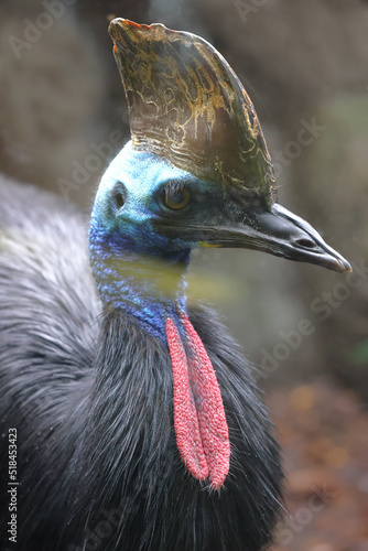 Close up of captive Southern Cassowary