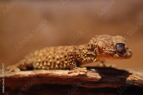 Close uu of Australian Prickly Knob-tailed Gecko