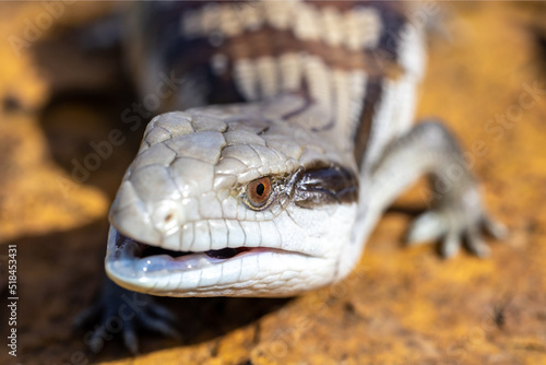 Close up of Australian Eastern Blue-tongue Lizard