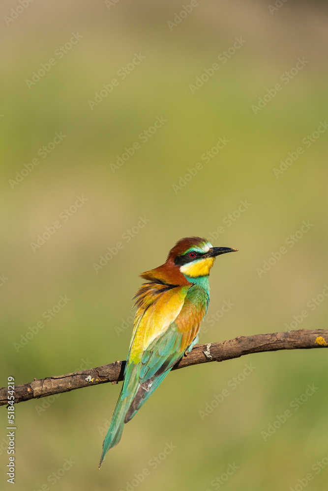 European Bee-Eater In Profile European Bee-Eater In Profile