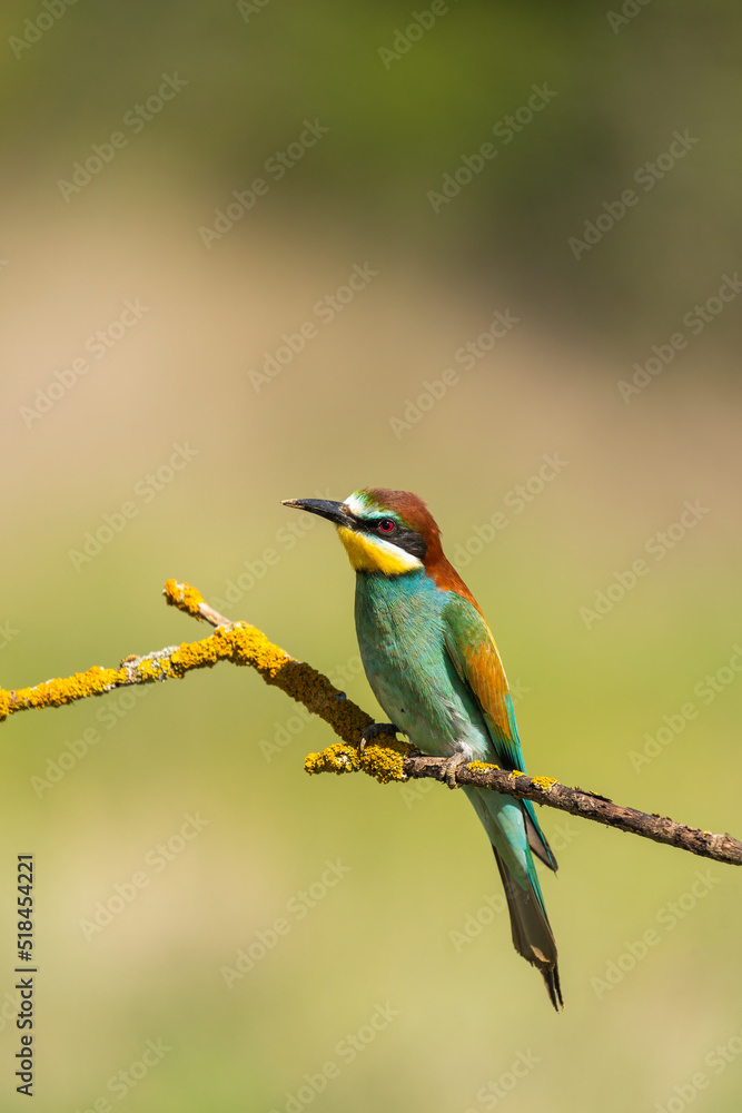 European Bee-Eater, Vertical Portrait European Bee-Eater, Vertical Portrait