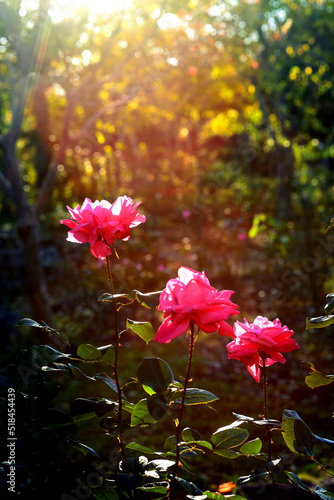 薔薇園