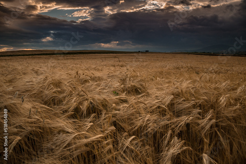 Wheat Field  photo