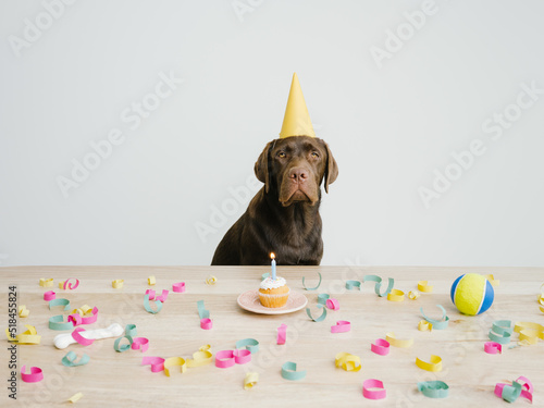Dog having a Birthday Party with cake