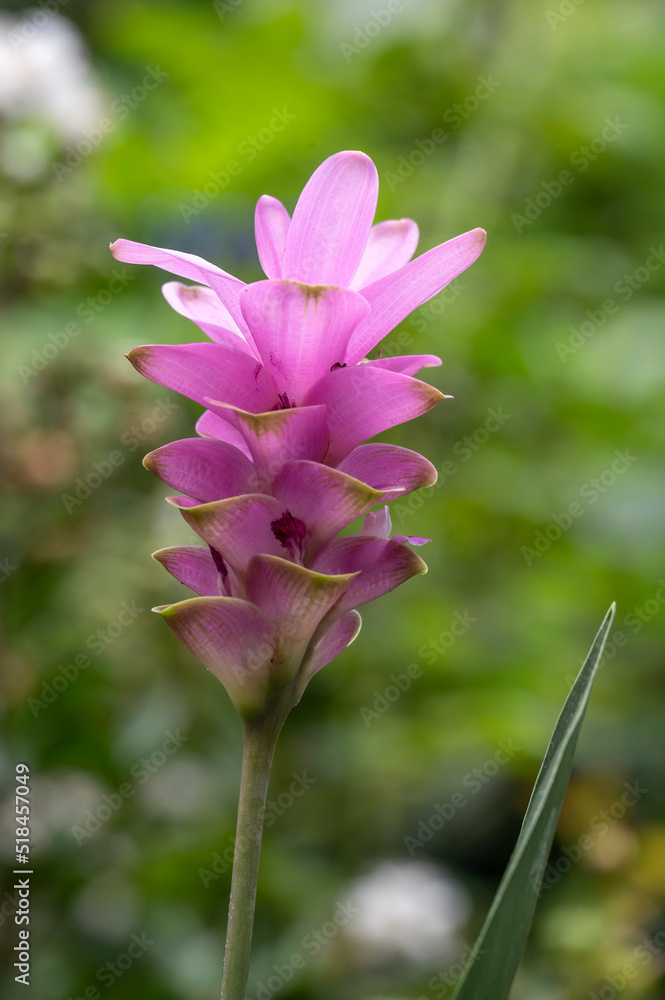 Commonly called Siam Tulip or Tulip Ginger, Curcuma alismatifolia is a tropical to sub-tropical flowering plant with rhizome root. This is hybrid 'Masterpiece' Commonly called Siam Tulip or Tulip Ginger, Curcuma alismatifolia is a tropical to sub-tropical flowering plant with rhizome root. This is hybrid 'Masterpiece'