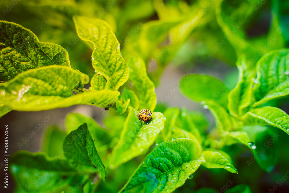 Fototapeta premium Colorado potato beetle close-up on a potato leaf in the early morning. Morning dew on potato leaves