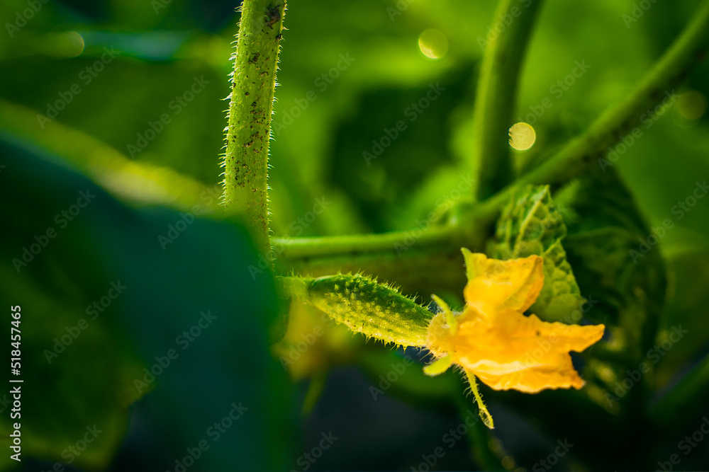Home garden bed with growing young green cucumbers close-up in the evening at sunset Home garden bed with growing young green cucumbers close-up in the evening at sunset