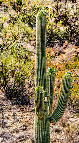 Blooming Cactus Sonoran Desert Saguaro National Park Tucson Arizona