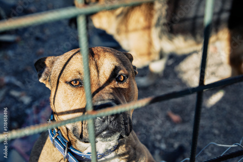 Animal Volunteer photo