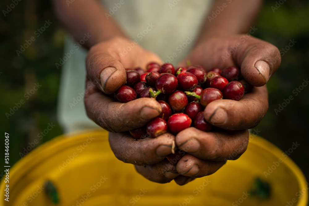 Two hands holding Coffee Beans Two hands holding Coffee Beans