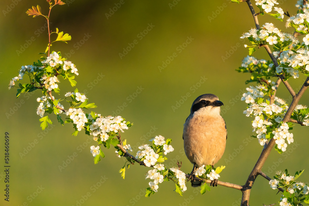 Southern Grey Shrike Perched On A Branch With Flowers Southern Grey Shrike Perched On A Branch With Flowers