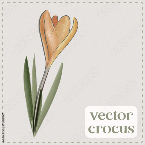 Hand drowning watercolor vector crocus. Cute tender organic flowers illustration