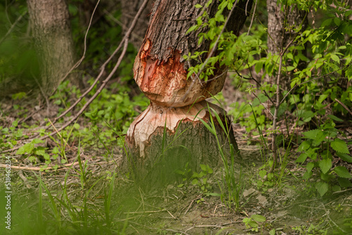 Tree trunk chewed by beaver photo