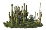 Cactus garden with white background