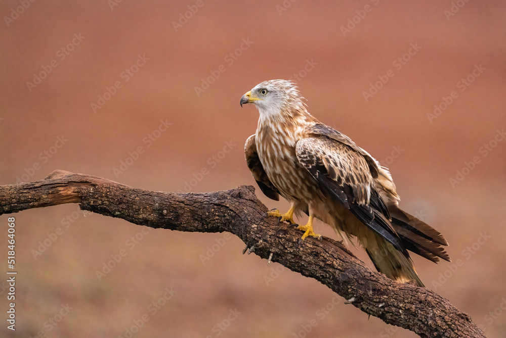 Beautiful Red Kite Portrait Beautiful Red Kite Portrait