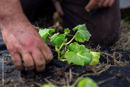 Planting pumpkins photo