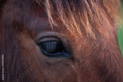 Horse eye
 photo
