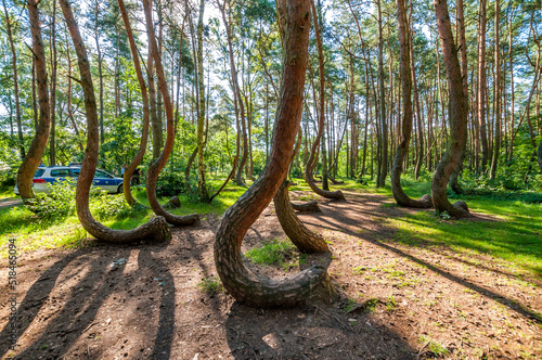 The Crooked Forest, Nowe Czarnowo, West Pomeranian Voivodeship, Poland