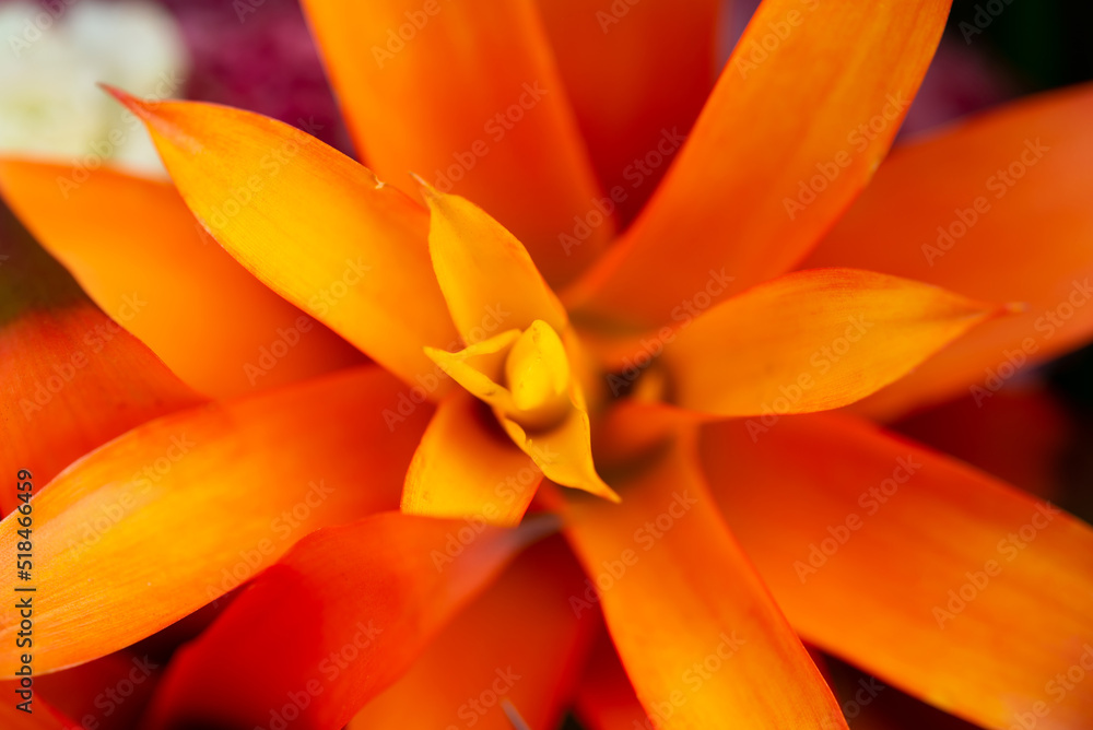 花 花