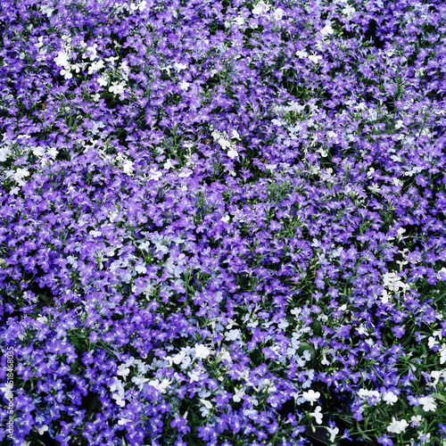 Lobelia erinus or garden lobelia