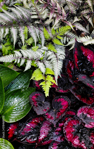 Composition of foliage plants in a garden photo